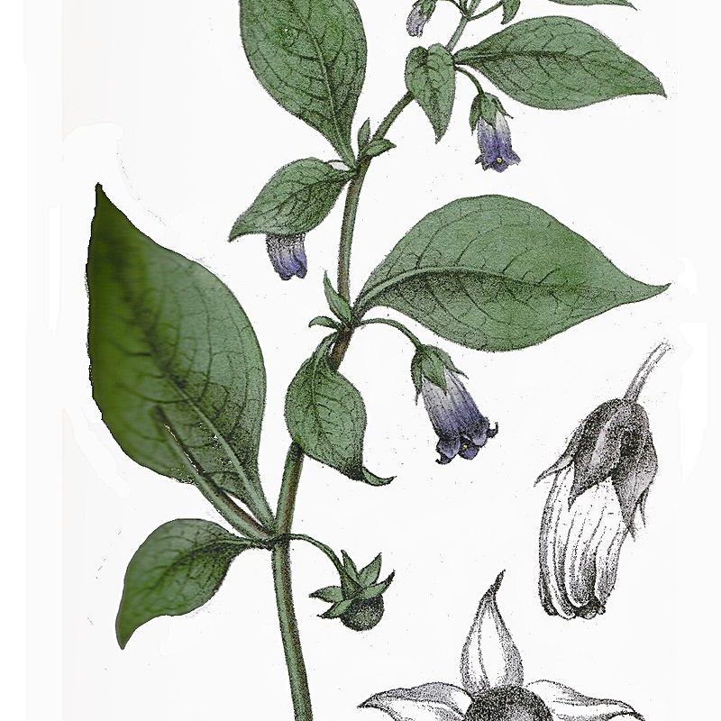 La belladone : une plante de la mort et des&nbsp;sorcières