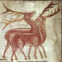 Le cerf : un animal&nbsp;psychopompe