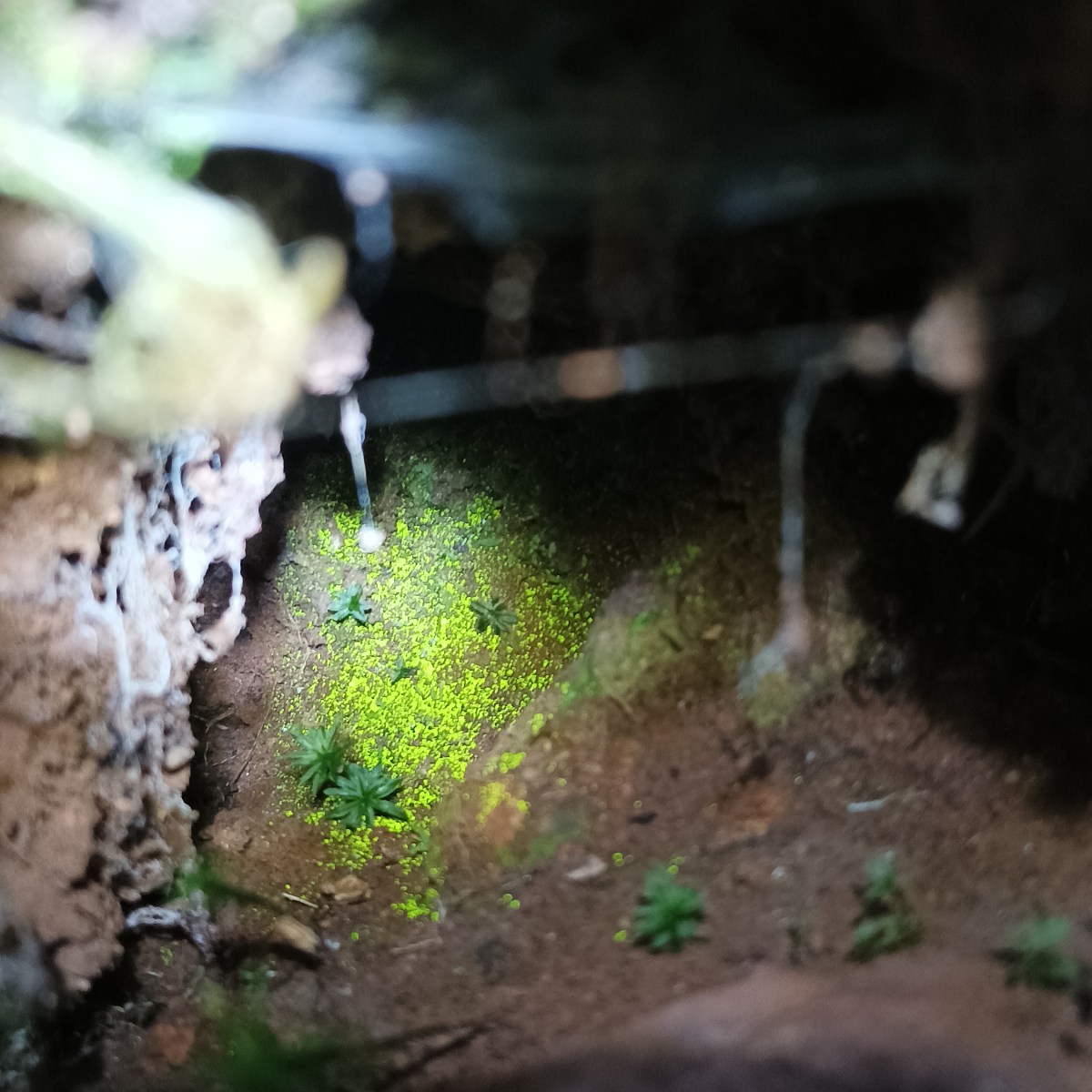 La mousse lumineuse (Schistostega pennata) : à la recherche de l’or des&nbsp;gobelins