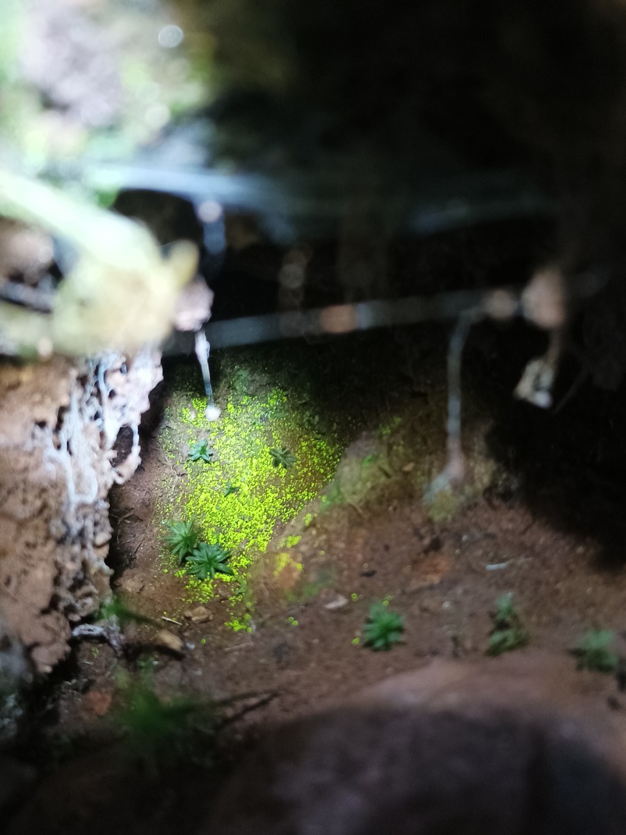 Nouvel article sur le blog : nous partons en quête de la mousse lumineuse, ou or des gobelins (Schistostega pennata)&nbsp;!